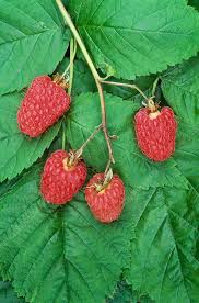 Attēlu rezultāti vaicājumam “Rubus idaeus fruit”