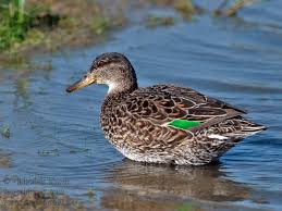 Attēlu rezultāti vaicājumam “Anas crecca”