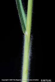 Attēlu rezultāti vaicājumam “Bromus hordeaceus subsp. hordaceus”