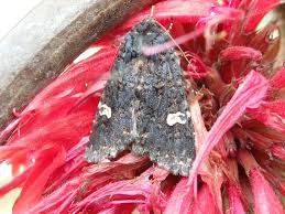 Attēlu rezultāti vaicājumam “Melanchra persicariae imago”