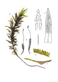 Attēlu rezultāti vaicājumam “Polytrichastrum longisetum”