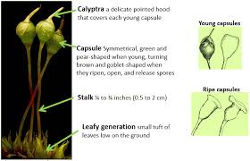 Attēlu rezultāti vaicājumam “Physcomitrium pyriforme sporophyte”