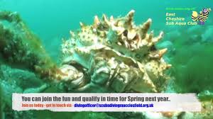 Image result for East Cheshire Sub-Aqua Club