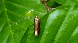 Attēlu rezultāti vaicājumam “Nematopogon sp.”