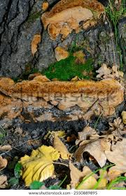 Attēlu rezultāti vaicājumam “Phellinus robustus”