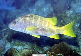 Image result for Lutjanus novemfasciatus