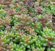 Attēlu rezultāti vaicājumam “Sedum album bud”