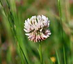 Attēlu rezultāti vaicājumam “Trifolium repens fruit”