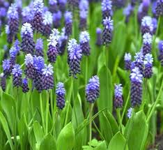 Attēlu rezultāti vaicājumam “Muscari botryoides leaf”