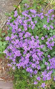 Image result for Campanula moesiaca