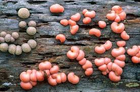 Attēlu rezultāti vaicājumam “Lycogala epidendrum aggr.”