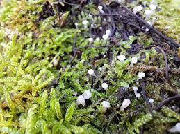 Attēlu rezultāti vaicājumam “Cudoniella acicularis”