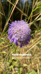 Attēlu rezultāti vaicājumam “Knautia arvensis flower”