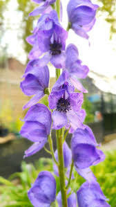 Attēlu rezultāti vaicājumam “Aconitum napellus flower”