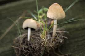 Attēlu rezultāti vaicājumam “Coprinus atramentarius”