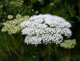 Attēlu rezultāti vaicājumam “Cenolophium denudatum”