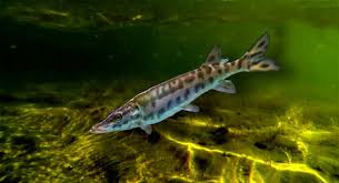 Image result for Esox masquinongy
