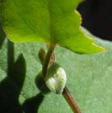 Attēlu rezultāti vaicājumam “Fallopia convolvulus leaf”