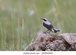 Attēlu rezultāti vaicājumam “Oenanthe oenanthe male”