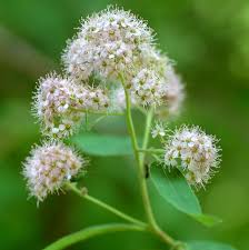 Attēlu rezultāti vaicājumam “Spiraea chamaedryfolia flower”