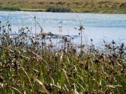 Attēlu rezultāti vaicājumam “Bolboschoenus maritimus”