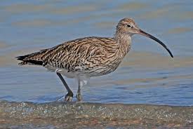 Attēlu rezultāti vaicājumam “Numenius arquata”