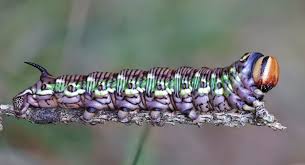Attēlu rezultāti vaicājumam “Sphinx pinastri larva”
