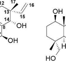 Attēlu rezultāti vaicājumam “Rosellinia desmazieri spores”
