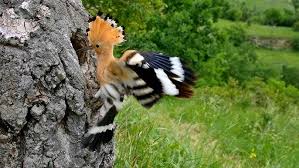 Attēlu rezultāti vaicājumam “Upupa epops”