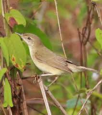 Attēlu rezultāti vaicājumam “Acrocephalus dumetorum”