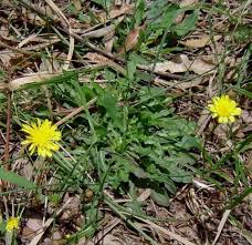 Attēlu rezultāti vaicājumam “Hypochaeris radicata”