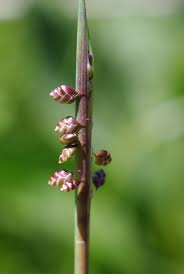 Attēlu rezultāti vaicājumam “Briza media bud”