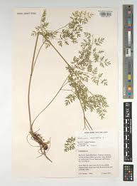 Attēlu rezultāti vaicājumam “Selinum carvifolia fruit”