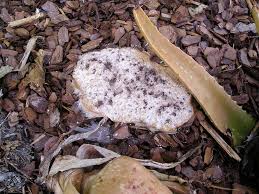 Attēlu rezultāti vaicājumam “Fuligo gyrosa spores”