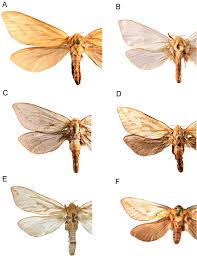Attēlu rezultāti vaicājumam “Hepialus humuli”