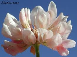 Attēlu rezultāti vaicājumam “Trifolium hybridum flower”