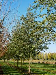 Attēlu rezultāti vaicājumam “Alnus”