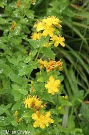 Attēlu rezultāti vaicājumam “Hypericum maculatum flower”