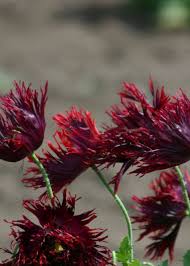 Image result for Papaver somniferum