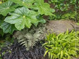 Attēlu rezultāti vaicājumam “Carex scandinavica”