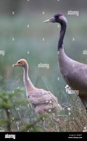 Attēlu rezultāti vaicājumam “Grus grus adult”