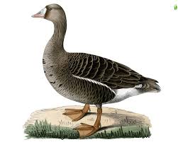 Attēlu rezultāti vaicājumam “Anser albifrons adult”