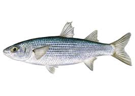 Image result for Chelon labrosus