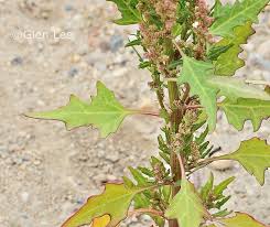 Attēlu rezultāti vaicājumam “Chenopodium rubrum leaf”