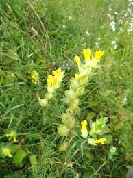 Attēlu rezultāti vaicājumam “Rhinanthus serotinus leaf”