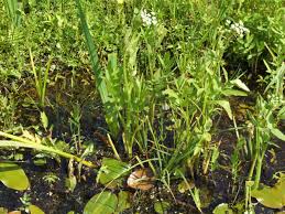 Attēlu rezultāti vaicājumam “Sium latifolium flower”