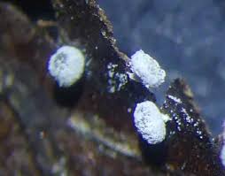 Attēlu rezultāti vaicājumam “Diderma montanum”