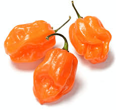 Afbeeldingsresultaat voor orange habanero hot pepper