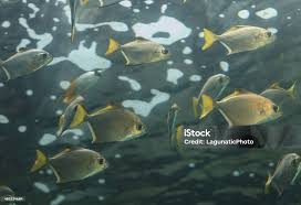 Image result for Trachinotus carolinus