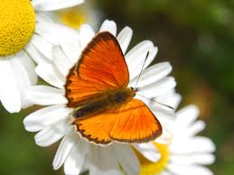 Attēlu rezultāti vaicājumam “Lycaena virgaureae male”